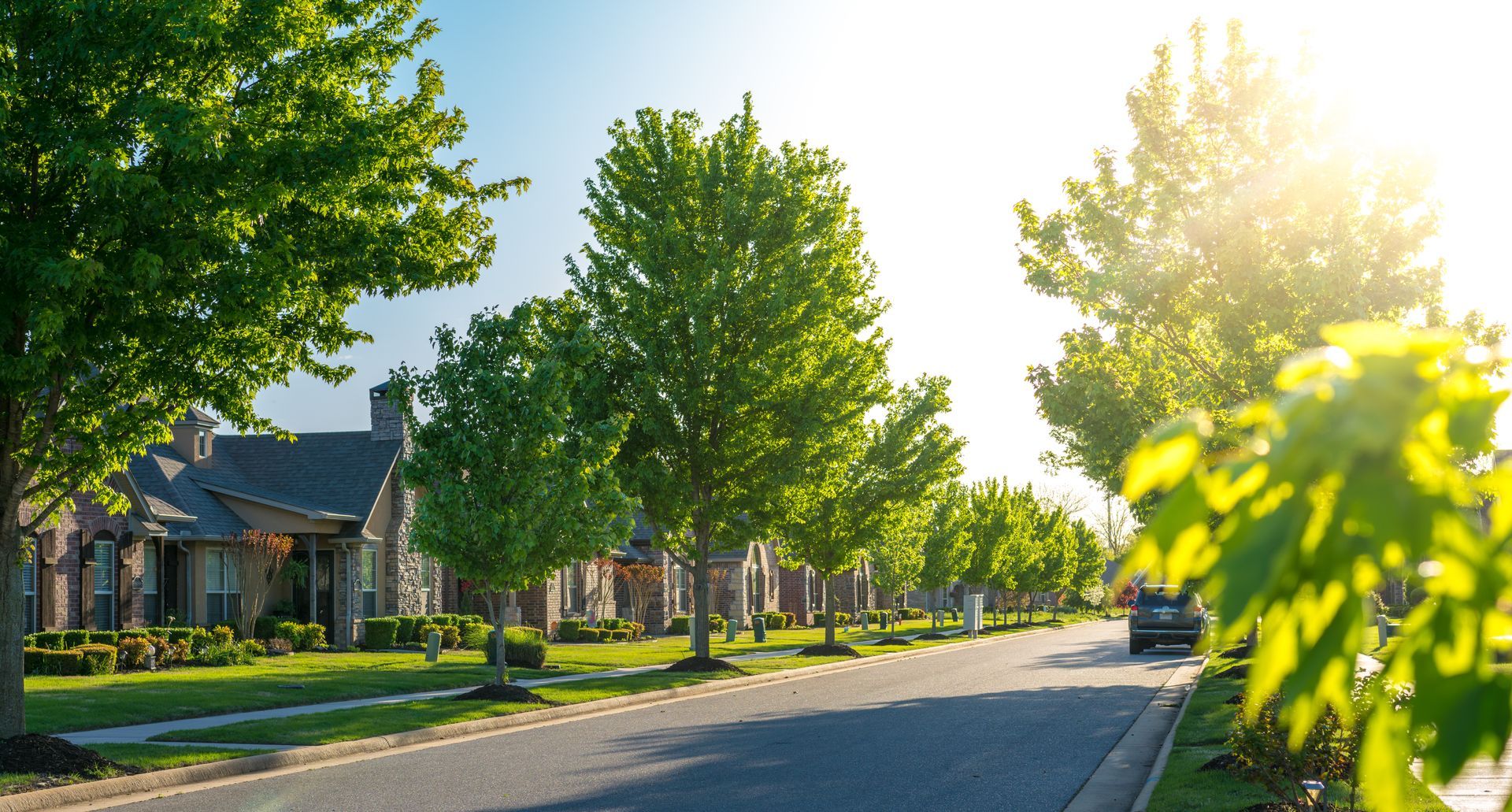 Trees in a road