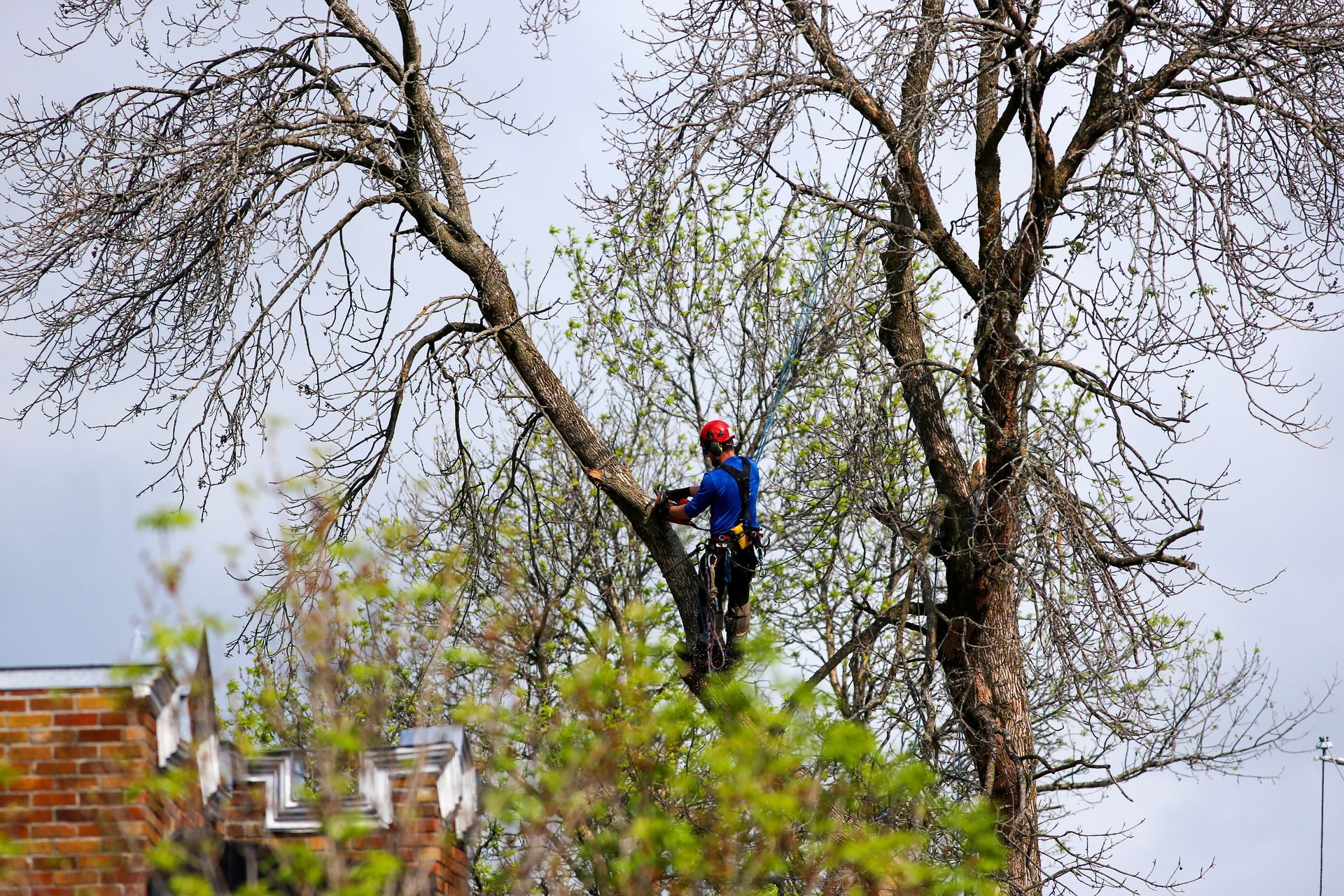 Arborist in a tree, trimming branches. Wearing safety gear, with a brick building visible in the background.