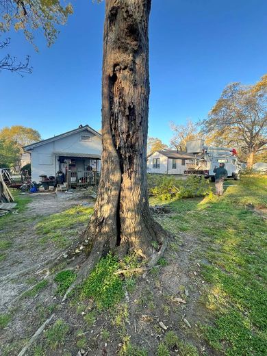 A tree with a hole in it is in front of a house.