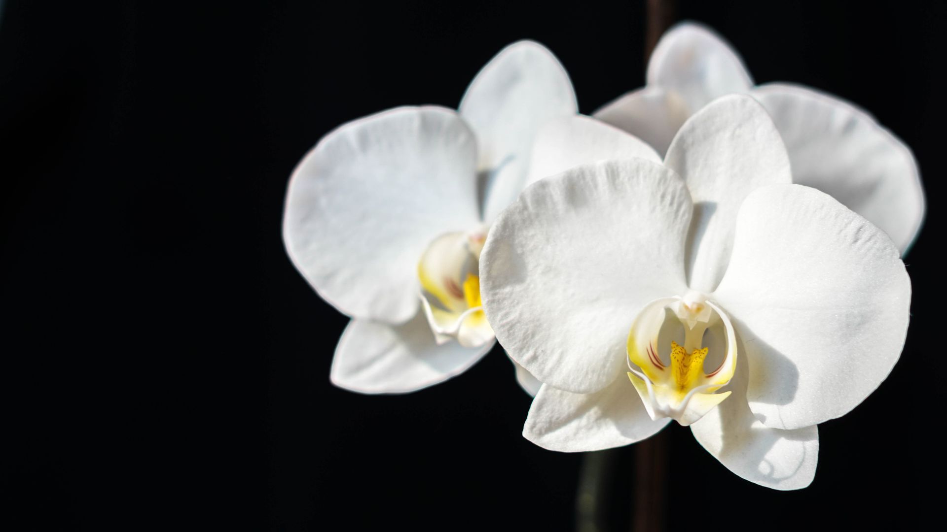 A white flower with a yellow center on a black background
