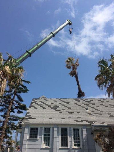 Dangerous Branches — Arborist Cutting a Tree in Corpus Christi, TX