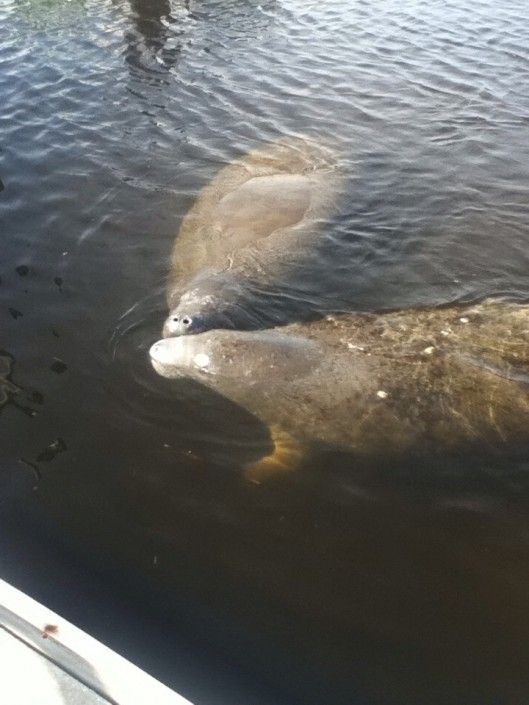 Two manatees are swimming in the water near a boat.