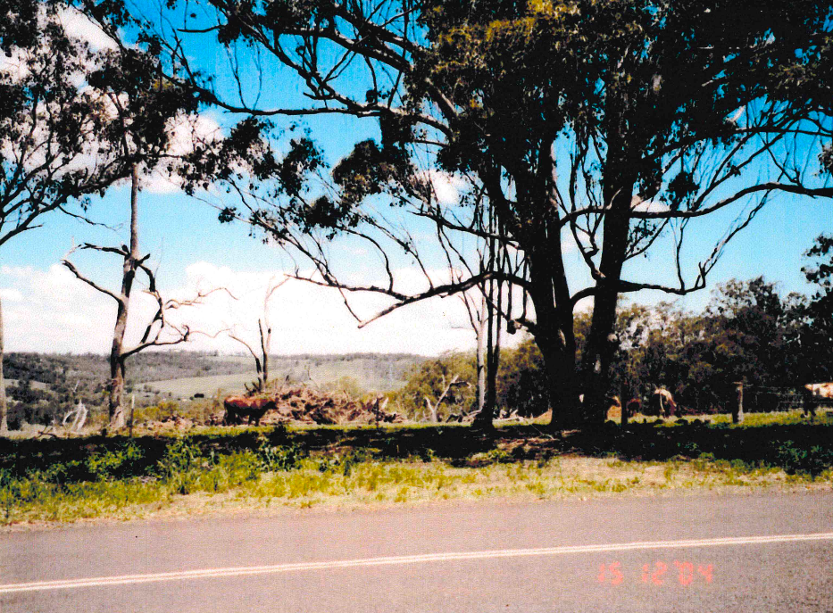 Trees line a roadside, with a clear blue sky. A grassy verge leads to a distant tree line and rolling hills.