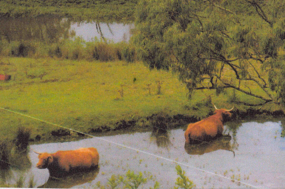 Two brown Highland cows cooling off in a pond on a grassy plain with a tree and other water in the background.