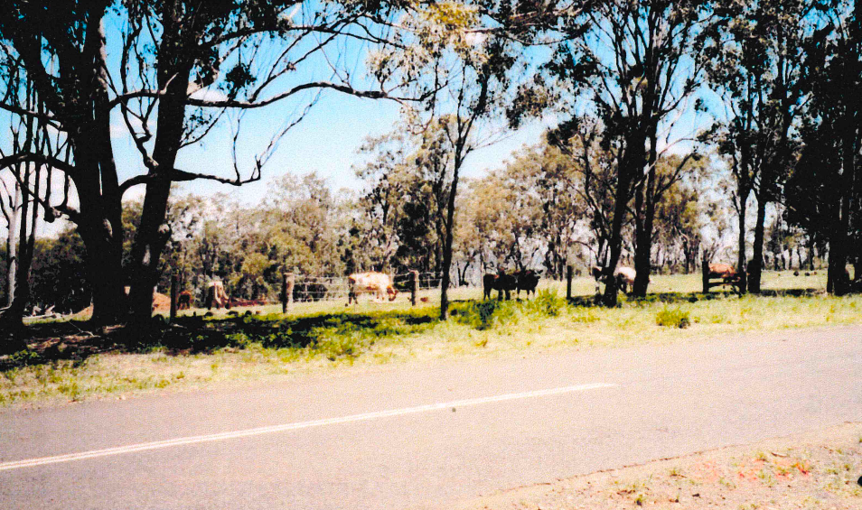 Roadside view of a rural landscape with cows grazing in a field, framed by trees and a sunny sky.