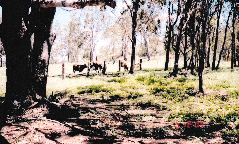 Cattle graze in a grassy field surrounded by trees. Sunlight filters through the trees, illuminating the grass.