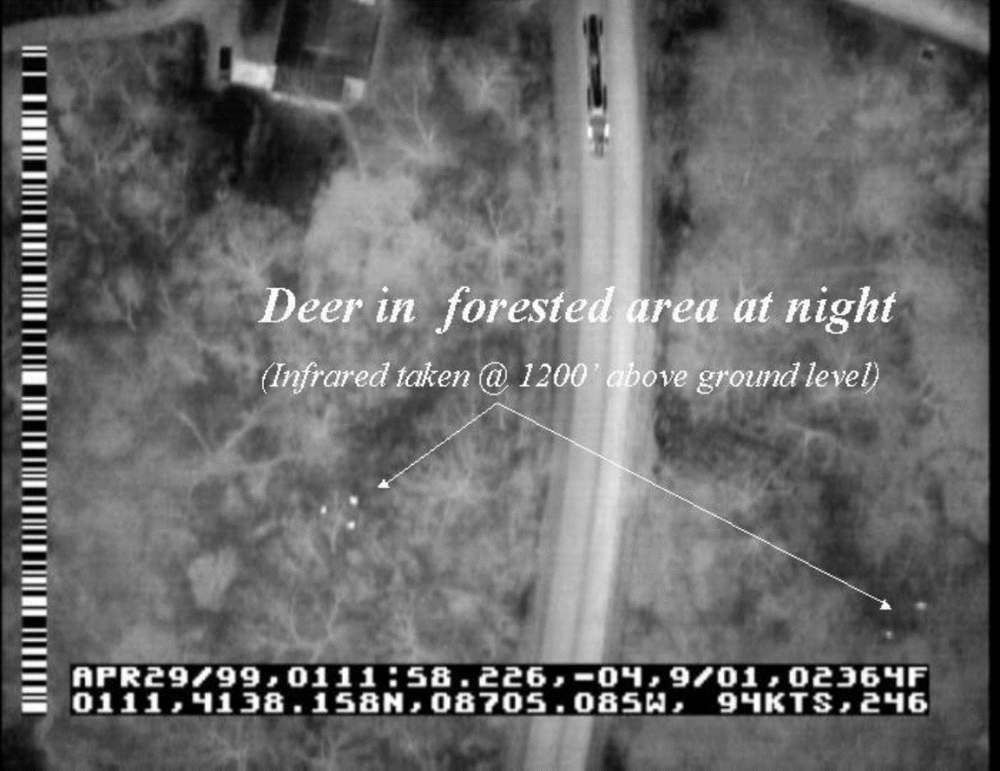 An aerial view of a deer in a forested area at night