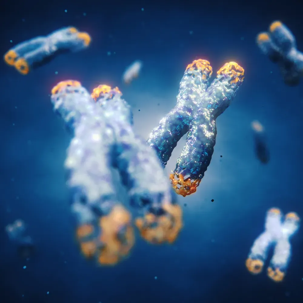 illustration d'un chromosome avec ses telomeres