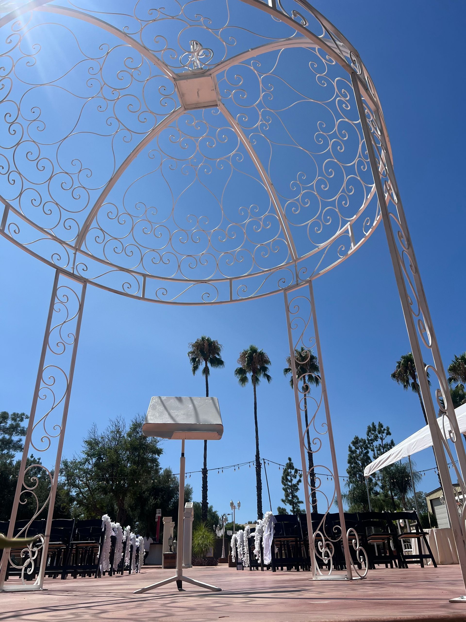 Looking up at a canopy with palm trees in the background