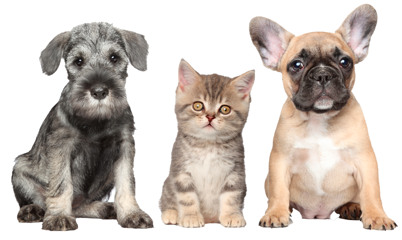 Puppies And Kitten — Brusly, LA — Rivertown Animal Hospital