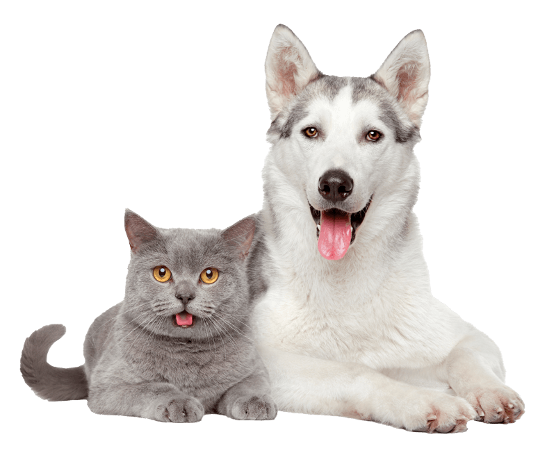 Smiling Cat And Dog — Brusly, LA — Rivertown Animal Hospital