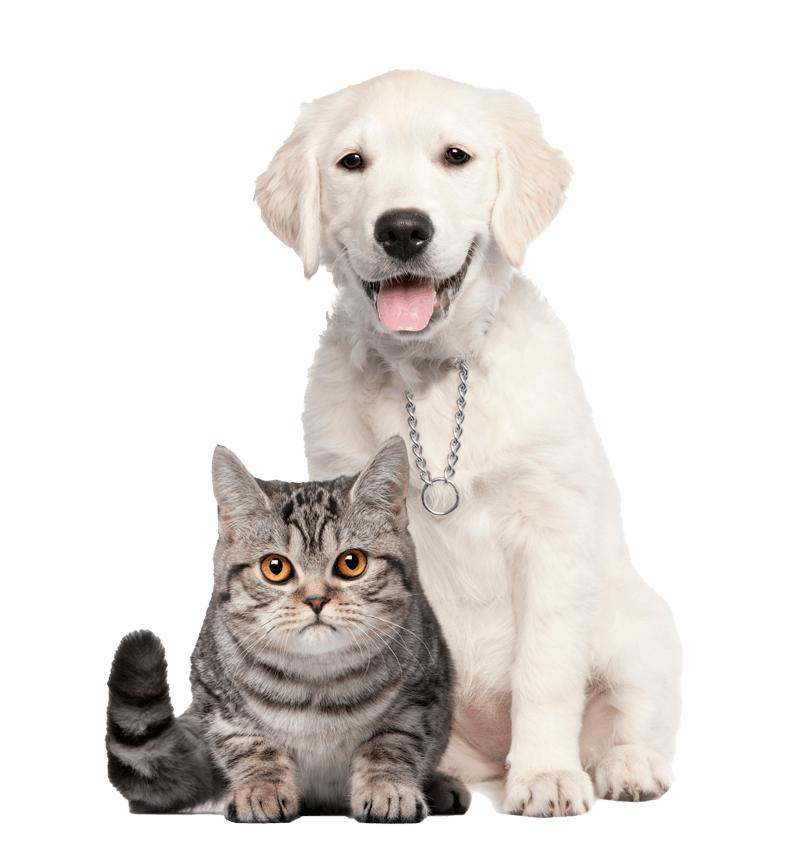 White Dog And Gray Cat — Brusly, LA — Rivertown Animal Hospital