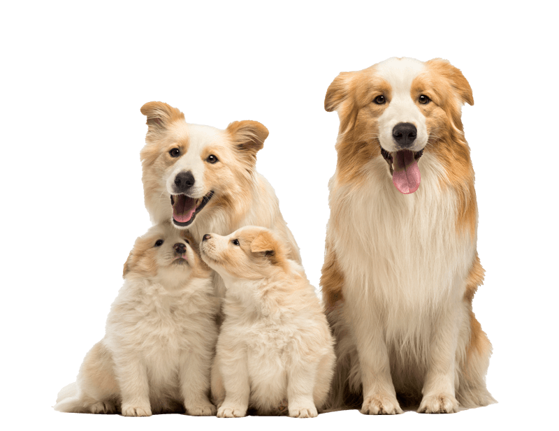 Dog With Puppies — Brusly, LA — Rivertown Animal Hospital