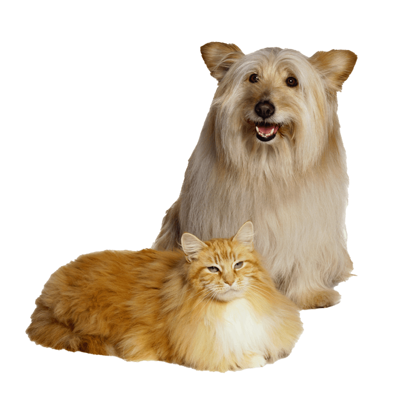 Dog And Cat With Long Hair — Brusly, LA — Rivertown Animal Hospital
