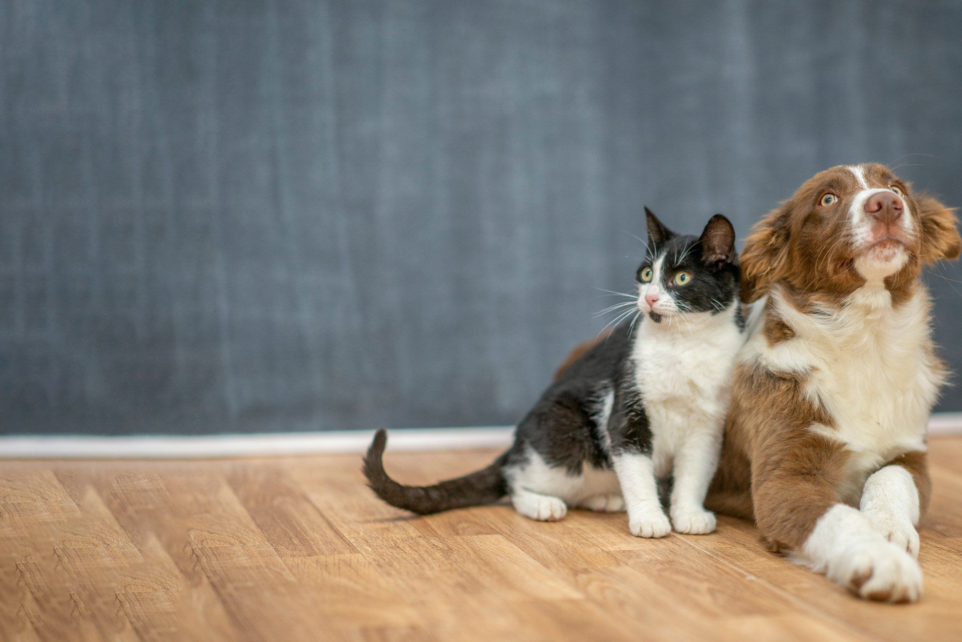Cute Cat And Dog — Brusly, LA — Rivertown Animal Hospital