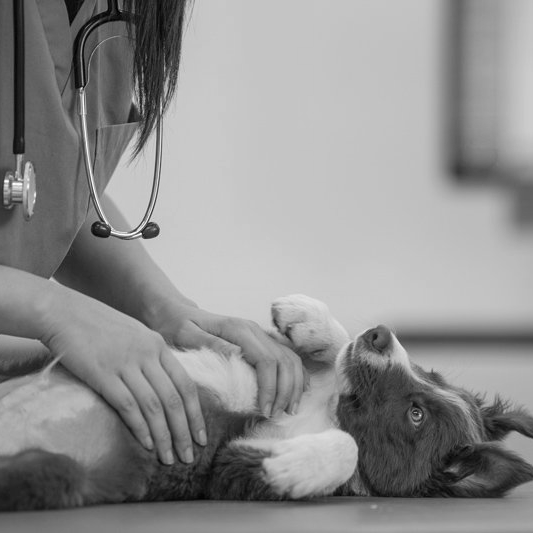 White Dog And Gray Cat — Brusly, LA — Rivertown Animal Hospital
