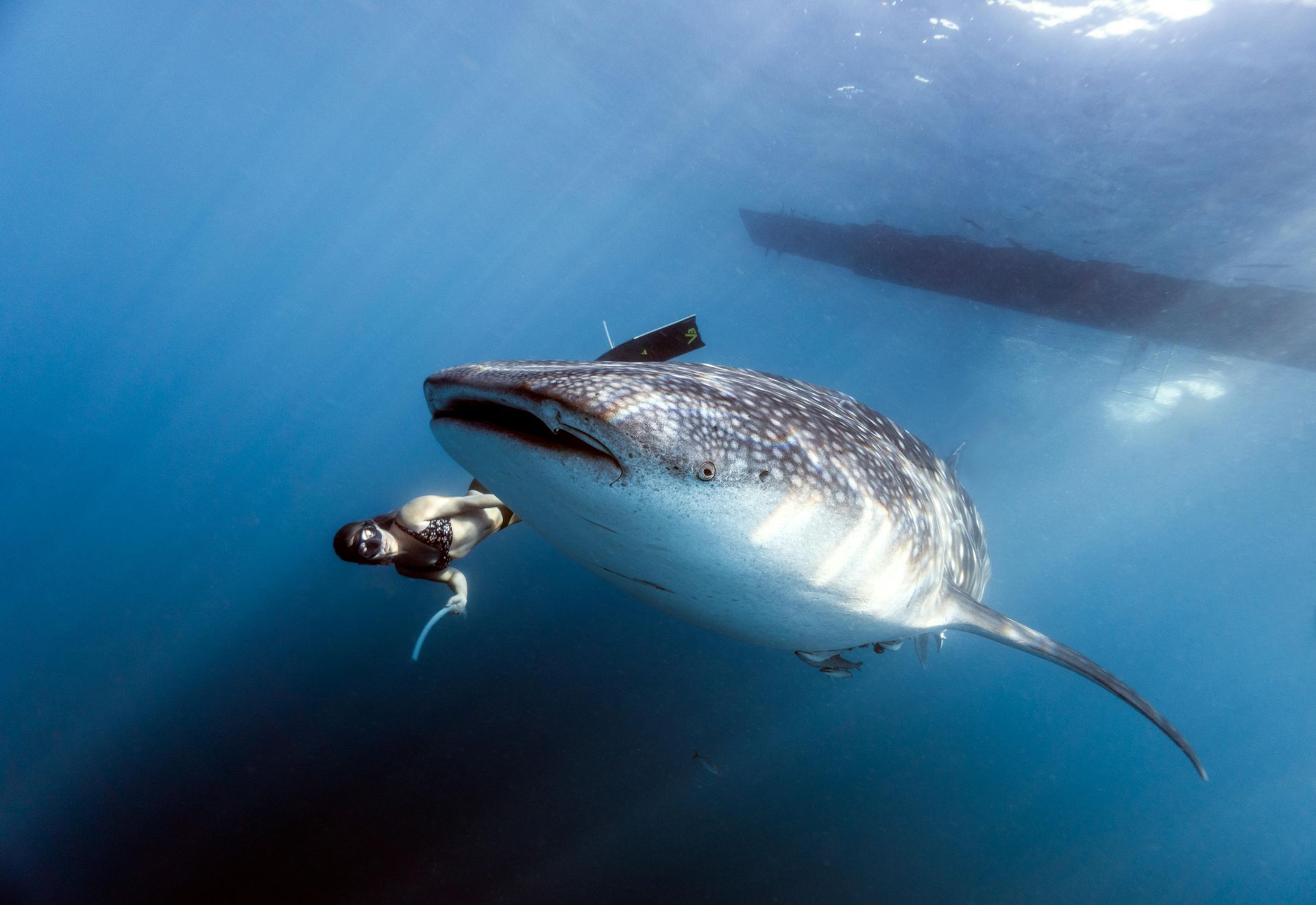 Scuba diver swims near a massive whale shark in the ocean. Blue water.