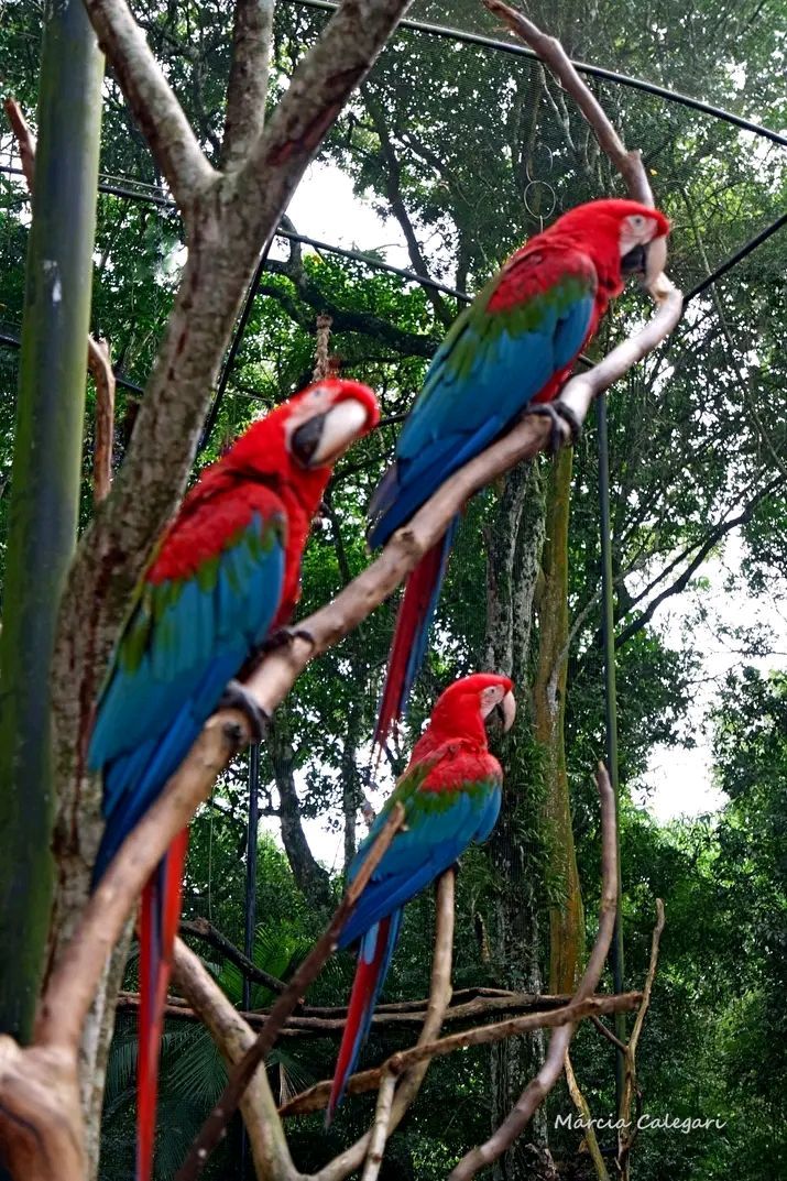 Parque de Aves