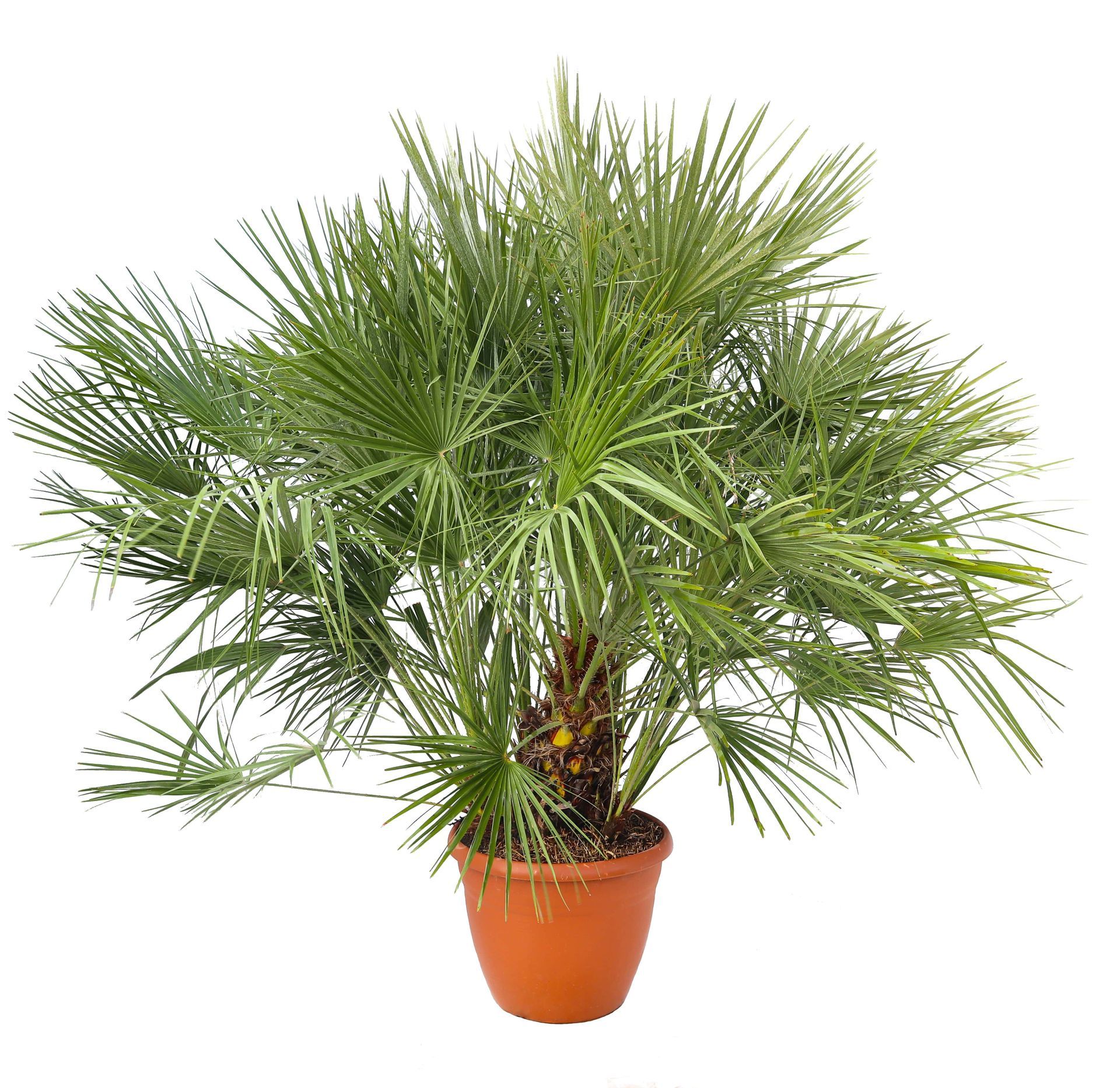 Topfpalme