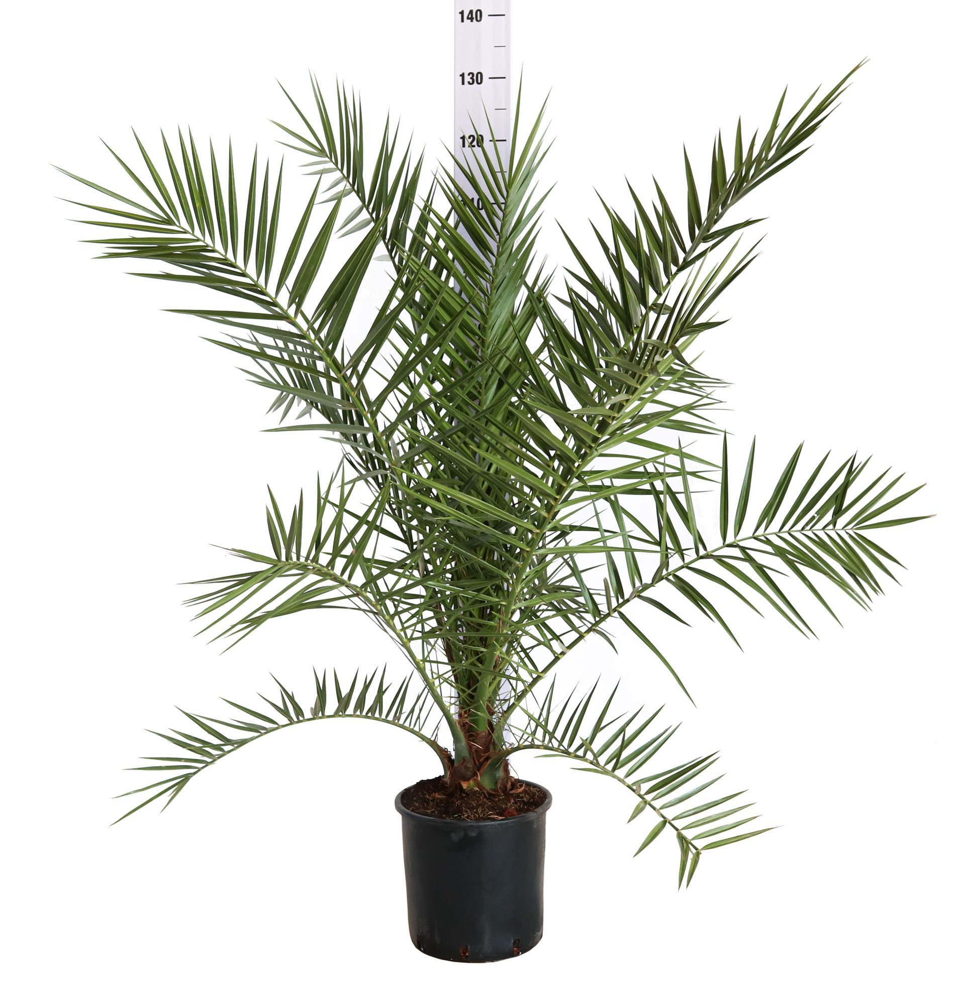 Palme