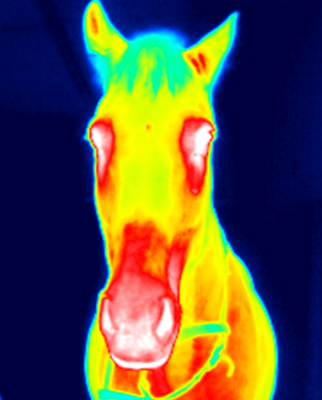 Pferdethermografie