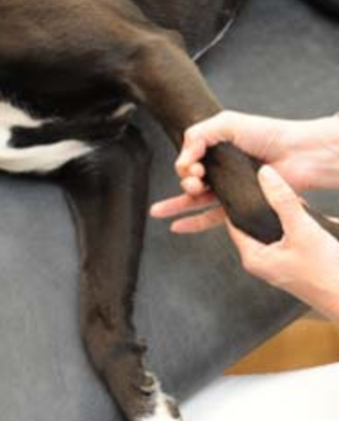 Physiotherapie an einem Hundebein