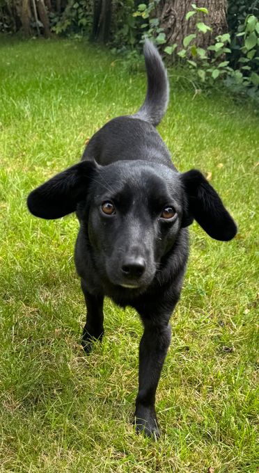 Hund Ella