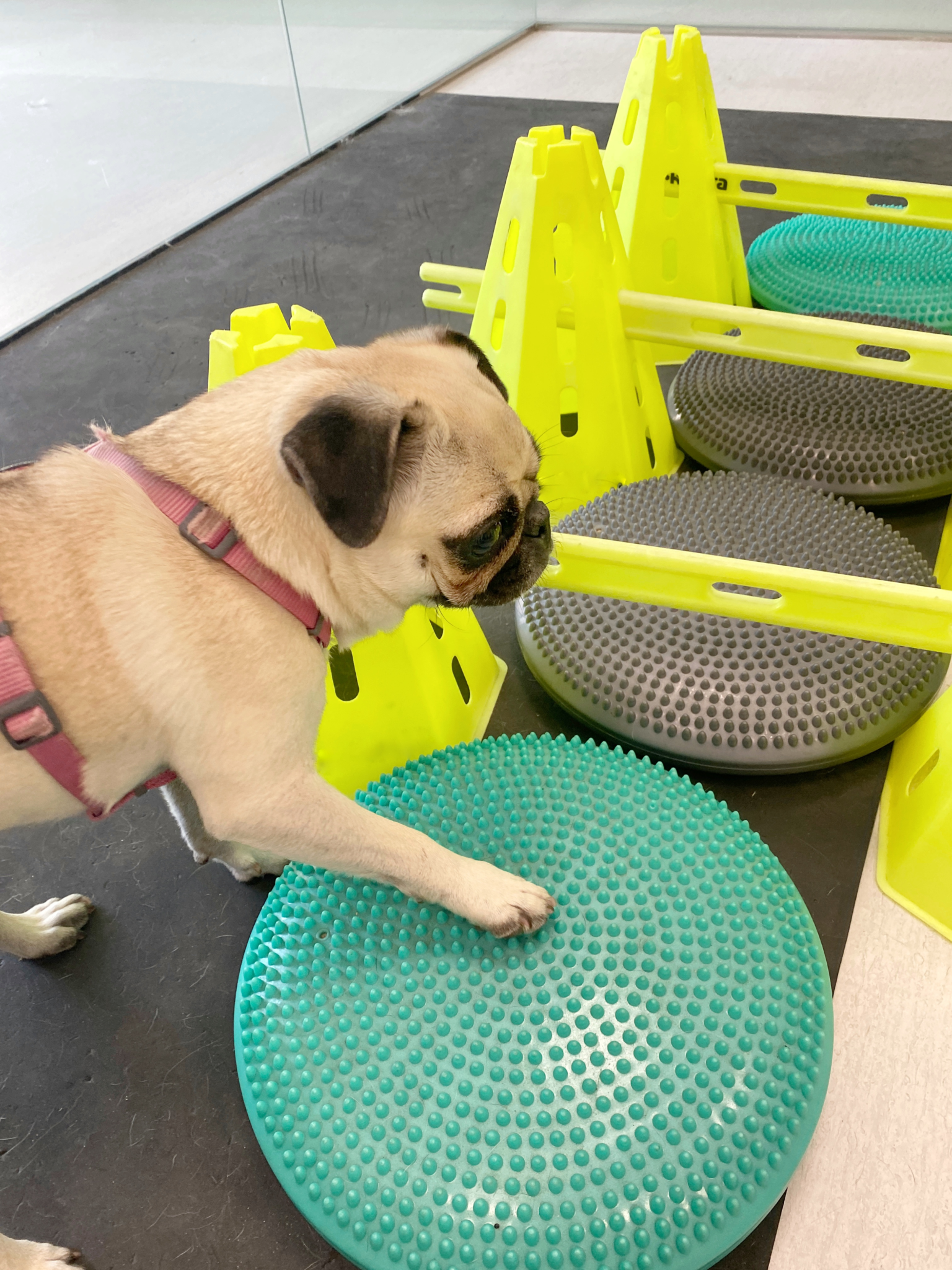 Mops vor Trainingsgeräten