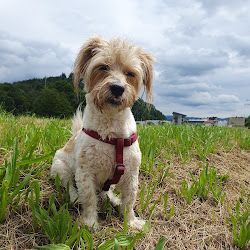 Hund auf Wiese