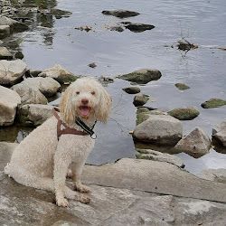 Hund an einem See