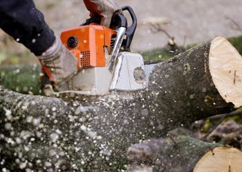 A person is cutting a tree with a chainsaw.