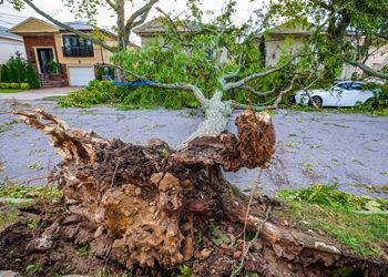 A tree that has fallen on the side of the road.