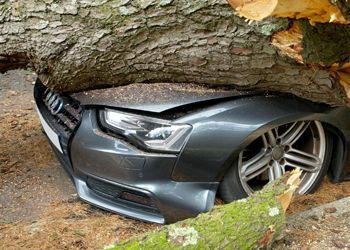 A car that has been stuck under a tree.