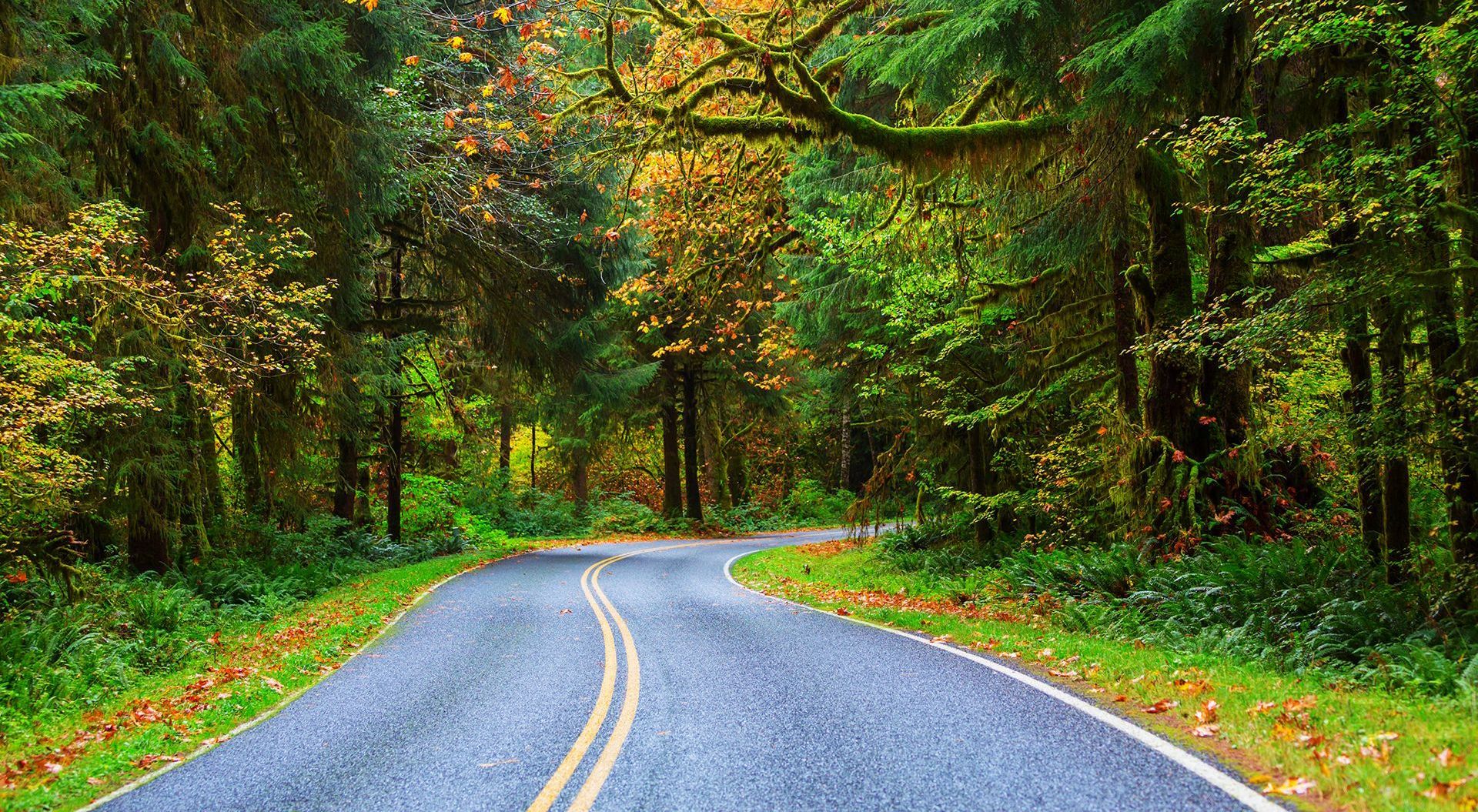 a bunch of white roses are growing on a tree .