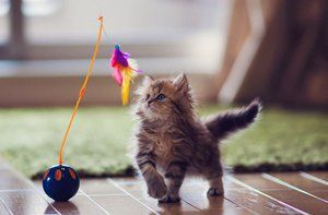 Brown kitten with blue eyes playing with feather toy.