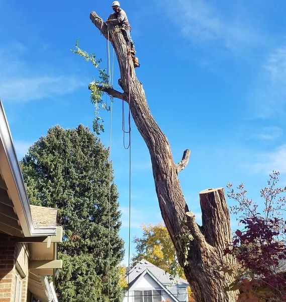 Arborist in harness cutting a tall tree under a blue sky, residential setting.