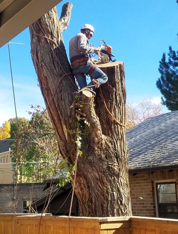 Arborist using a chainsaw on a tall tree trunk, secured by ropes. Clear blue sky, wooden fence, and building visible.