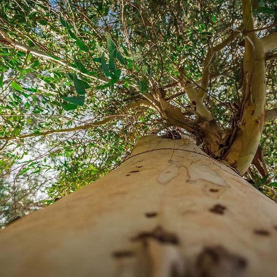 Looking up at a tall tree trunk with peeling bark and green leaves overhead.