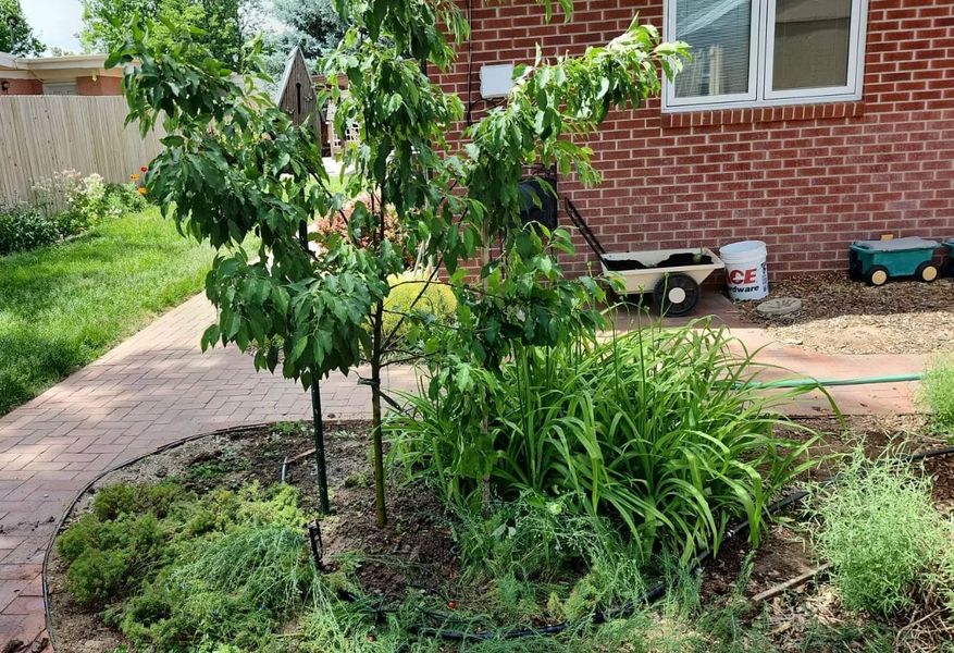 Tree and flowers in a brick-lined garden bed next to a brick house. Green grass and path in the foreground.