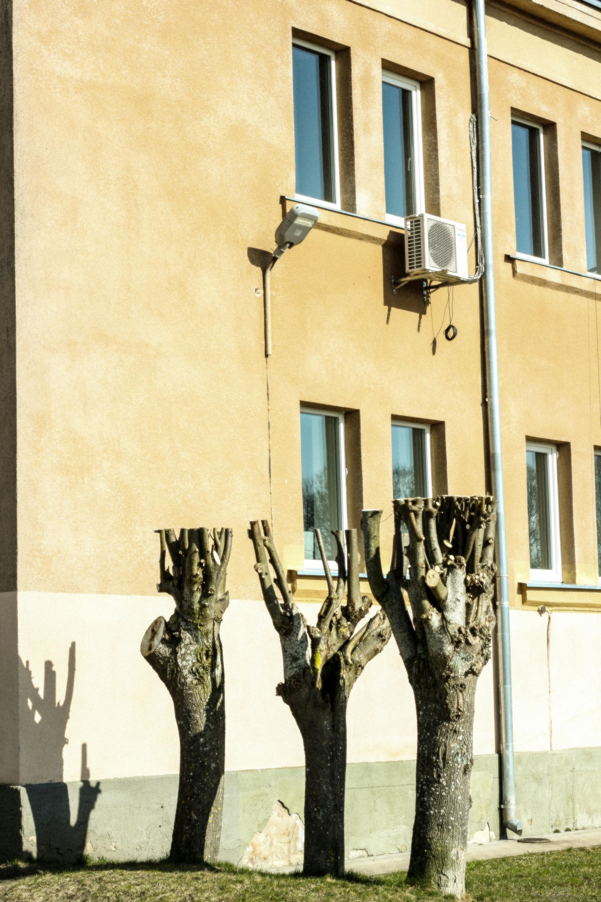 Three pruned trees in front of a light yellow building with windows and an air conditioning unit.