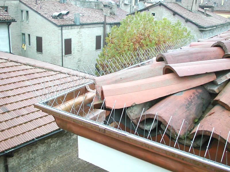 soluzioni antipiccione