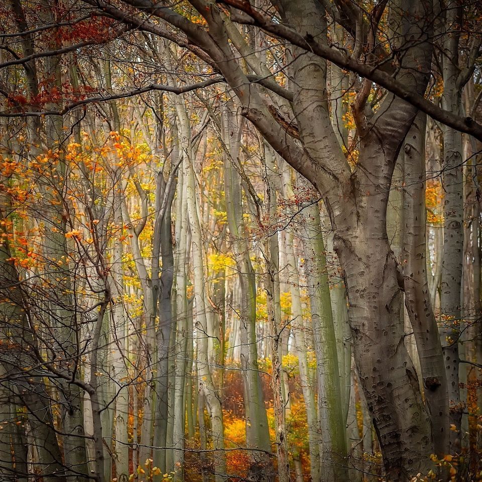 View of a small tree forest with several young saplings with yellow fall leaves.