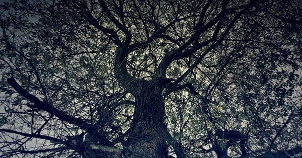 Looking up from the base of a large tree with dense canopy showing branches that should be removed.