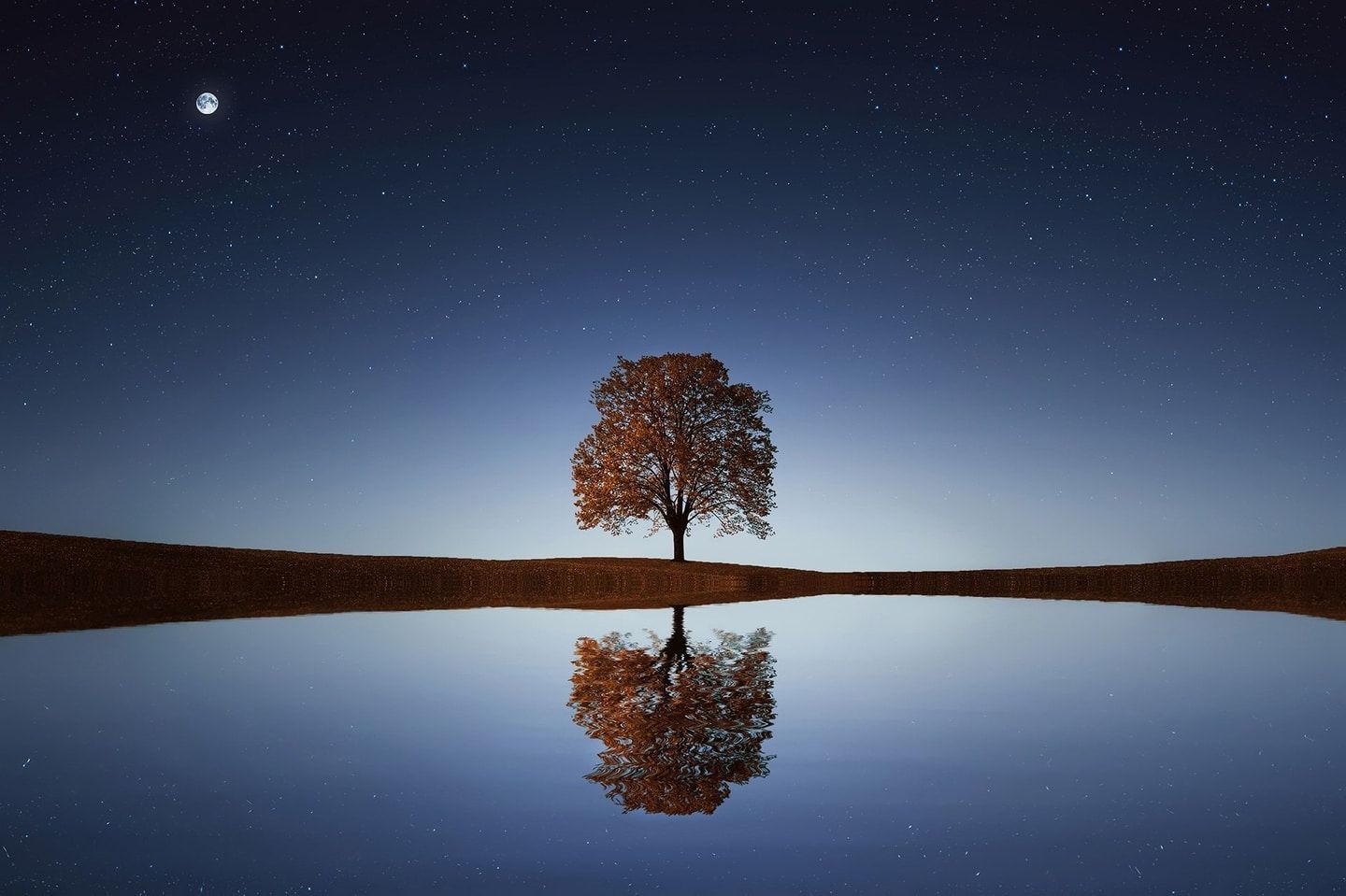 A silhouette of a single tree next to a lake at dusk
