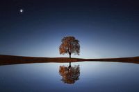 A silhouette of a single tree next to a lake at dusk