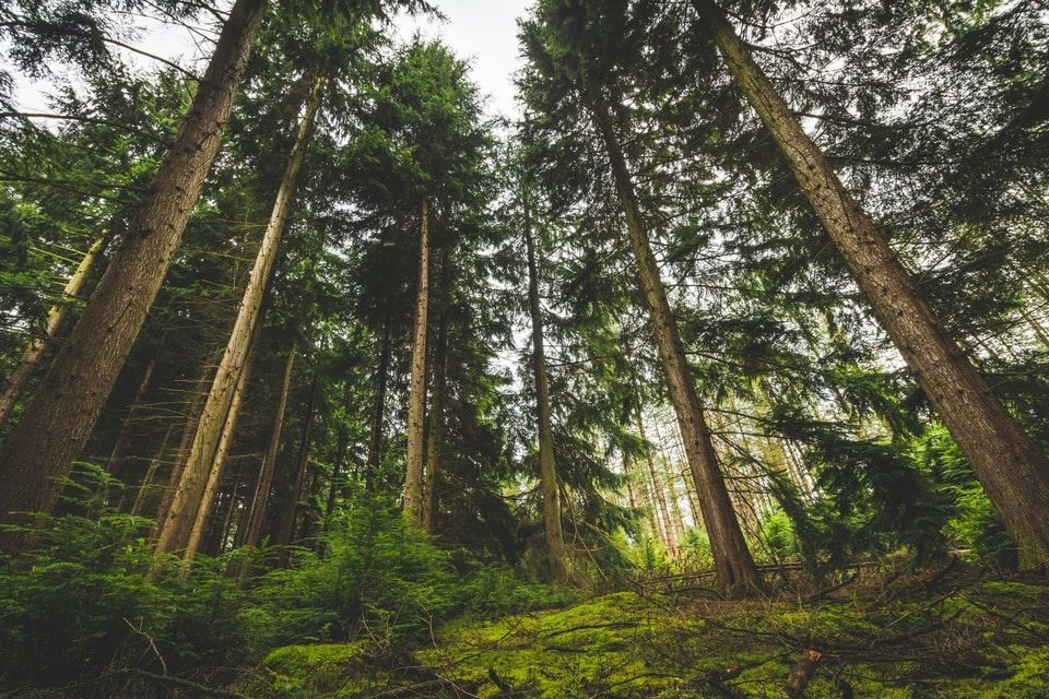 Sunlight shining through a group of pines in a forest.