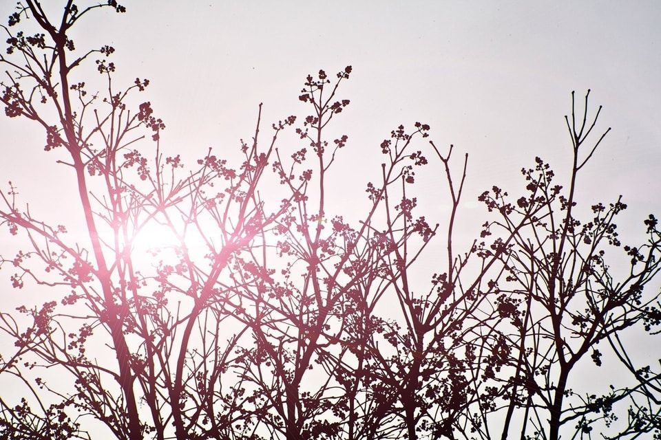 The setting sun shining through a berry bush shrub.