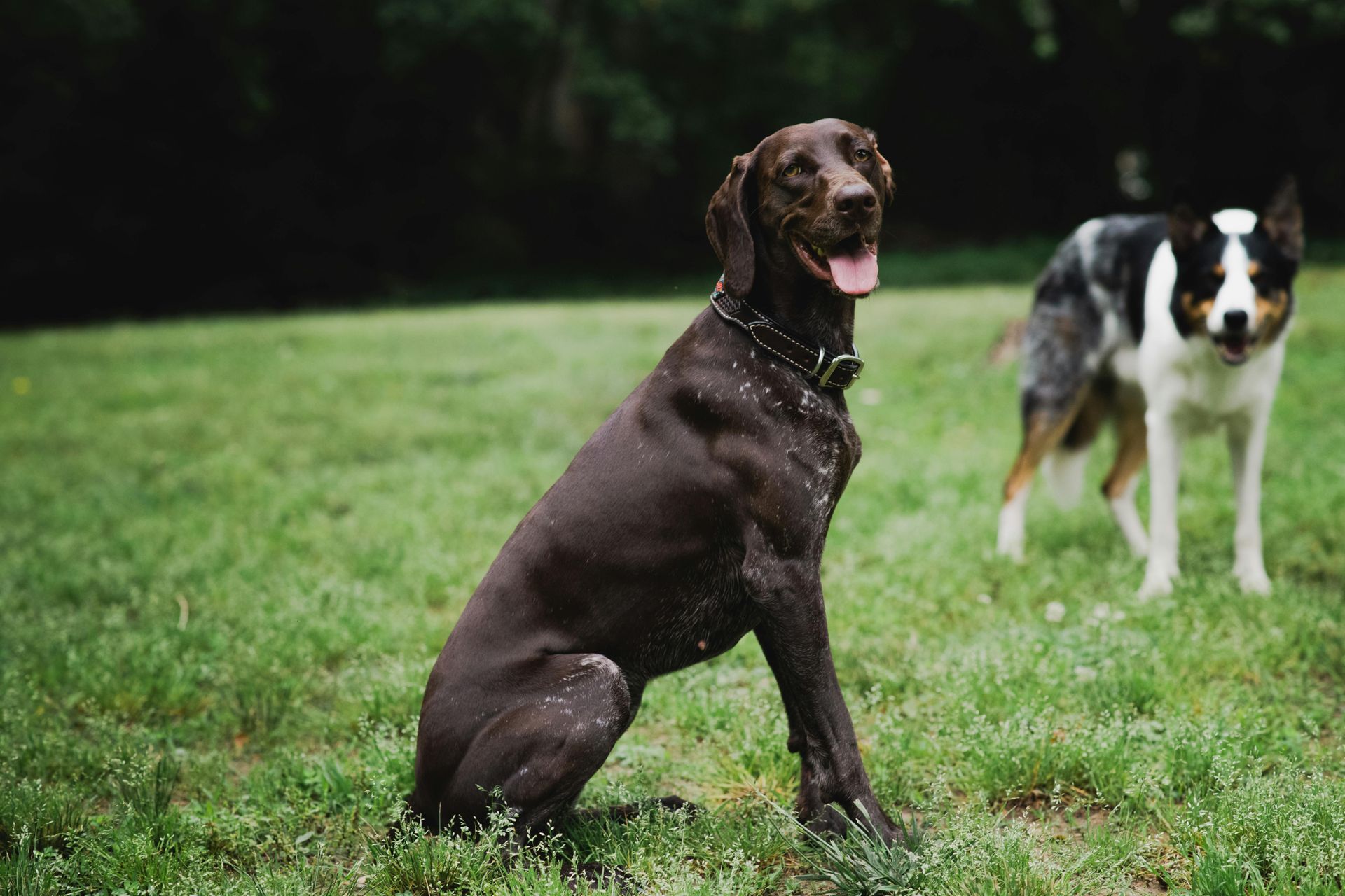 photo of 2 dogs in a grassy area.