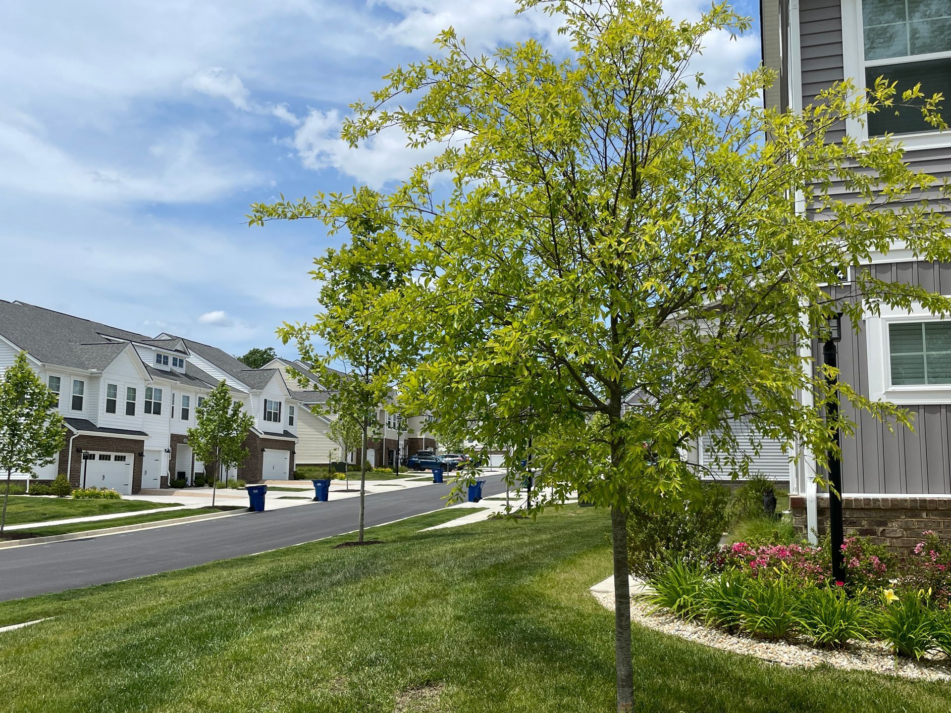 A row of houses in a residential neighborhood with trees in front of them.