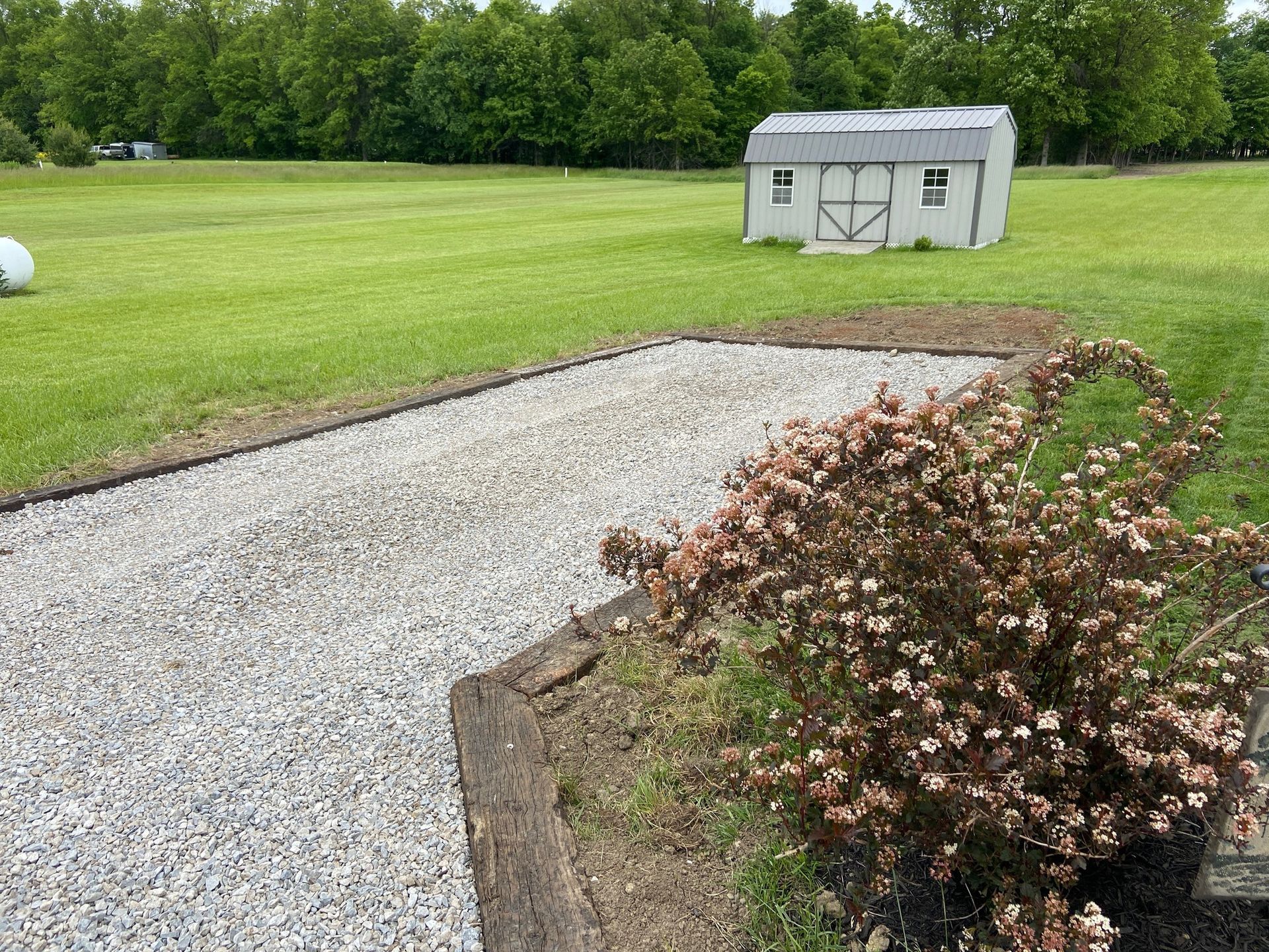 Gravel driveway in a grassy yard with a shed. A brown bush with drooping flowers in the foreground.